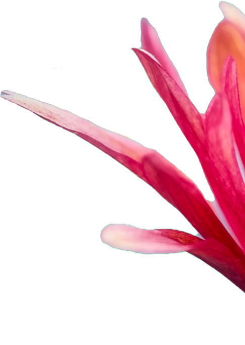 گل تزئینی